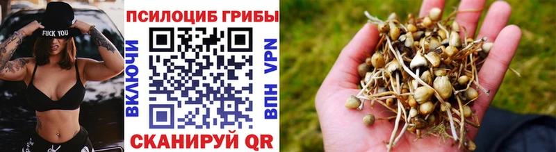 блэк спрут ССЫЛКА Михайлов Псилоцибиновые грибы Psilocybe
